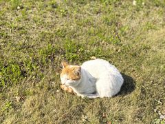 -金桥湾南二小区