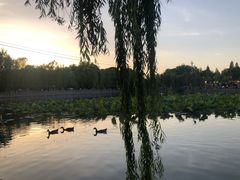 -海底捞火锅(明湖路店)