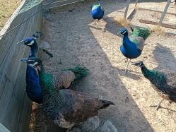 -阿菠萝小猪农场·萌宠乐园·亲子游·研学