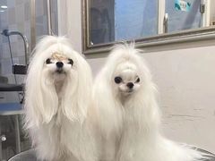 -萌宠之家·腊肠犬·马尔泰·小体犬舍