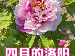 -洛阳市隋唐城遗址植物园