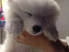 -比格比萨自助(万柳华联店)