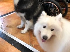 -more than meow吴止猫主题餐厅(承德 中船汇店)