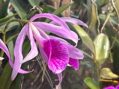 -中国科学院华南植物园