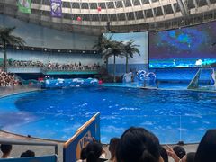 -海合安成都极地海洋公园