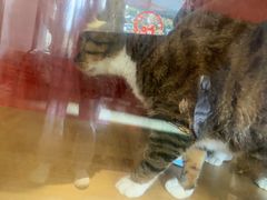 -御宝贝·A梦猫科宠物医院(国际猫友好医院)