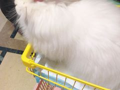 -猫色咖啡·猫咖