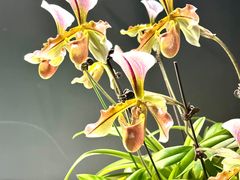 -北京植物园-展览温室