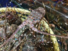 澳洲大龙虾-79号渔船海鲜饭店(华强北店)