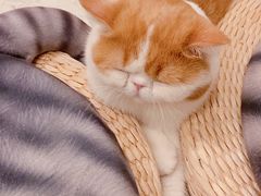 -飞行喵MR PILOT|猫舍·猫咖(静安大融城店)