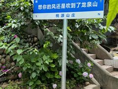 -桃源山庄·水蜜桃采摘·柴火鸡·烧烤团建(龙泉山店)