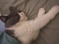 -lincat·猫舍(广州店)