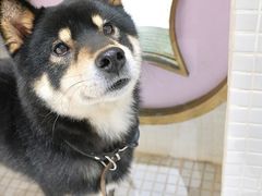 -柴务处·柴犬主题狗咖