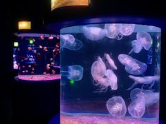 -欢乐海岸海洋奇梦馆