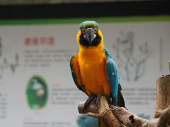 -深圳野生动物园