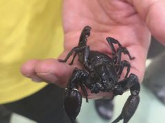 -藦茜花园宠物主题亲子互动体验馆(国顺东路店)
