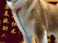 -瑞鹏宠物医院·眼科·皮肤·中兽医(大悦城分院)