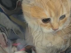 -汪喵宠物医院·骨科心脏影像·犬猫急重症ICU诊疗中心(成华分院)