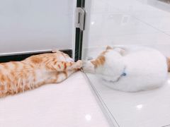 -艾吉宠物医院·疑难杂症转诊中心·猫友好(碧江路院)