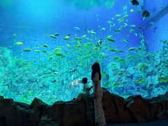 -芜湖新华联大白鲸海洋公园