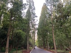 -东平国家森林公园