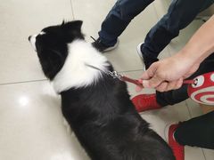 -申普宠物医院·眼科·心内科·影像科(普陀分院)