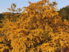 -遵化市禅林寺古银杏风景园