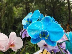 -中国科学院华南植物园