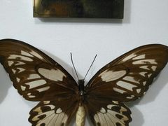 -上海昆虫博物馆