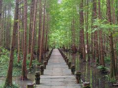 -桤木河湿地公园