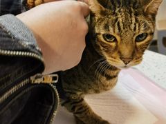 -宠爱国际动物医院·消化内科·心肾内科·ISFM猫友好(望京店)