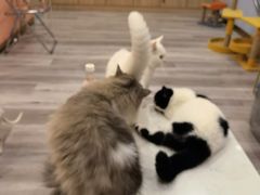 -BABIT巴比特宠物(MOMOPARK店)