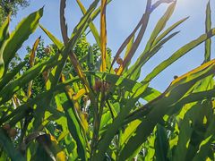 -广州神农草堂中医药博物馆