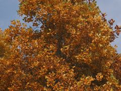 -羊亭河湿地公园