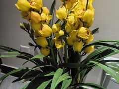 -龙大花卉苗木市场