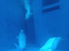 -海合安成都极地海洋公园