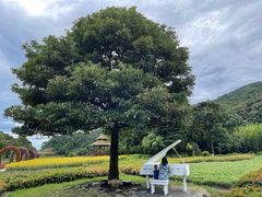 -广州市石门国家森林公园
