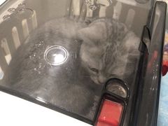 -纳吉亚猫专科动物医院·北北分院