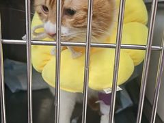 -瑞派福兴宠物医院犬猫全科·骨科·中西医结合(河东店)