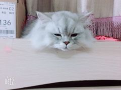 -美联众合爱康动物医院•复杂内科•肿瘤科•牙科•腔镜诊疗中心