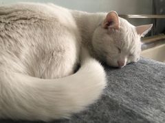 -纳吉亚猫专科动物诊疗中心(蒋宅口分院)