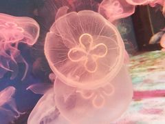 -大连圣亚海洋世界