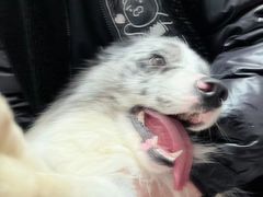 -翊宠yipet猫狗购宠庄园犬舍•猫舍