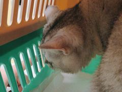 -瑞派康怡24h宠物医院·犬猫医疗中心·微创绝育(瑞景分院)