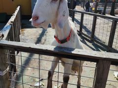 -前小桔亲子创意农场·草莓采摘·露营烧烤