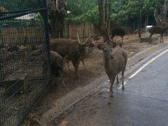-清迈夜间动物园
