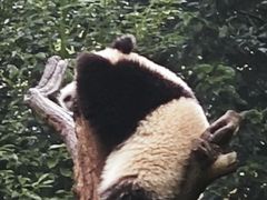 -都江堰中华大熊猫苑