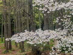 -上海共青森林公园