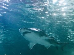 -悉尼海洋生物水族馆