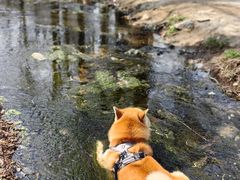 -白水寺森林公园